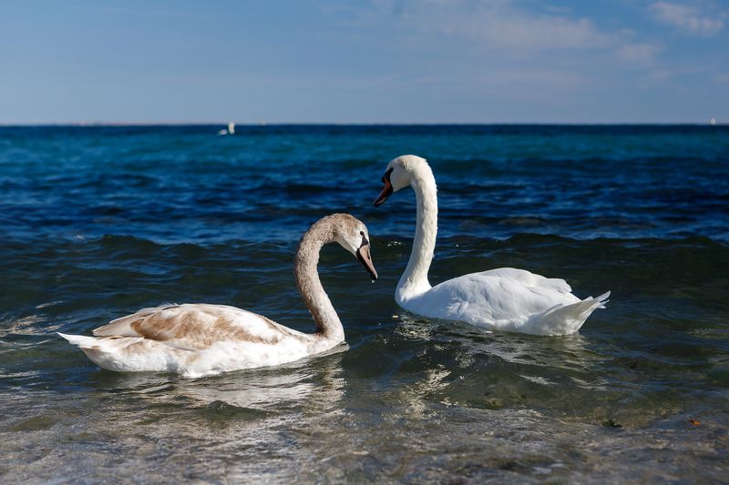 Семьяphoto preview