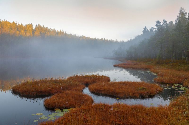 туман, озеро, болото, плавни ***** фото превью