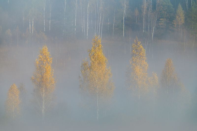 псковская область, изборск, изборско-мальская долина, октябрь, осень, туман Берёзкиphoto preview