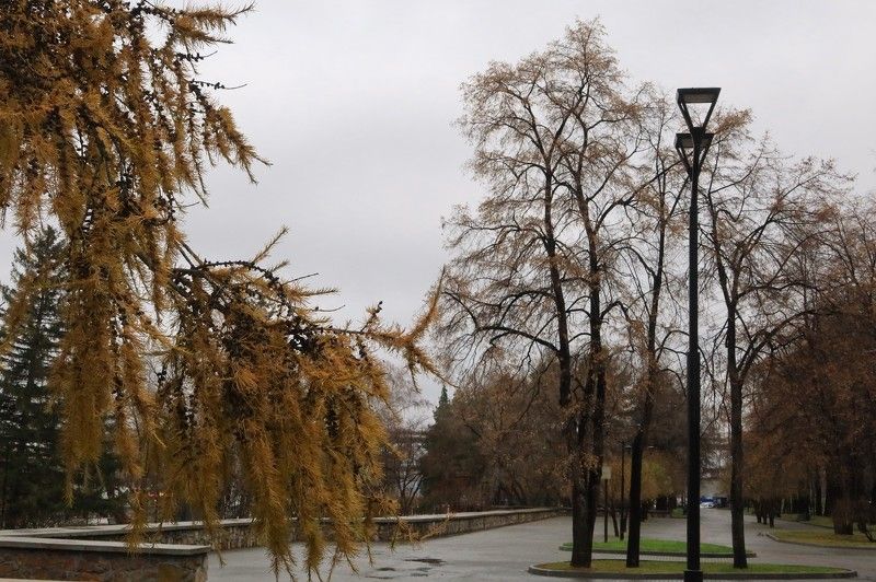 город,осень,лиственница,деревья, парк,городское начало,новосибирск Любимая осеньphoto preview