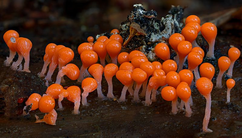 трихия обманчивая, hemitrichia decipiens Трихия обманчивая фото превью