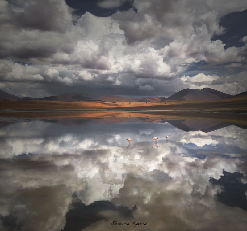 южная Америка, альтиплано, чили, Боливия, вулкан, высокогорье, лагуна, фламинго Отражениеphoto preview