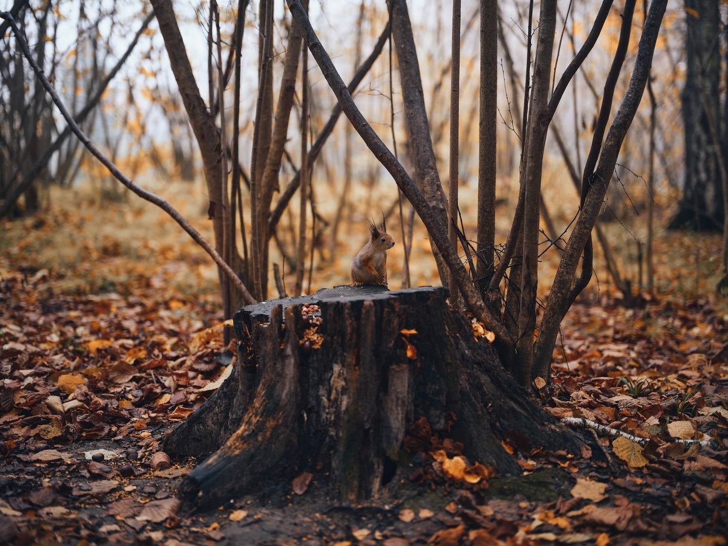 Автор: Дыбов Дмитрий , Дыбов Дмитрий