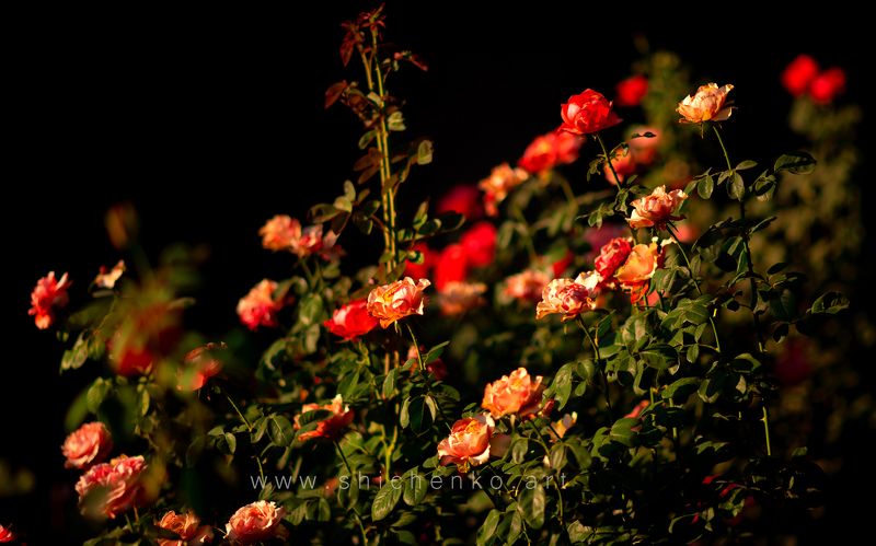 roses, sunset, light,  The roses on golden hour photo preview