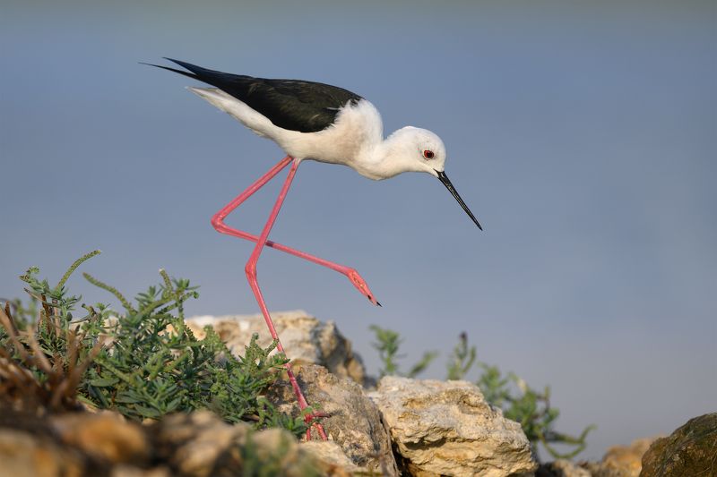 птица, фотоохота, кулик, ходулочник, природа, фауна Ходулочникphoto preview