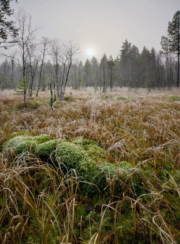 болото трава мороз иней осень холод Иней на траве 2photo preview