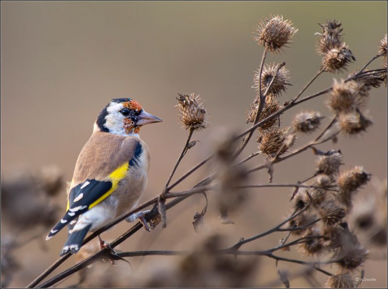 птица,октябрь,щегол Октябрьский щегол фото превью