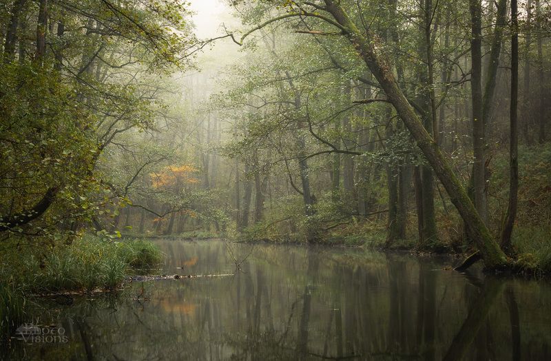 woodland,forest,landscape,river,trees,reflections,fog,autumn,autumnal, Picturesque Lightphoto preview