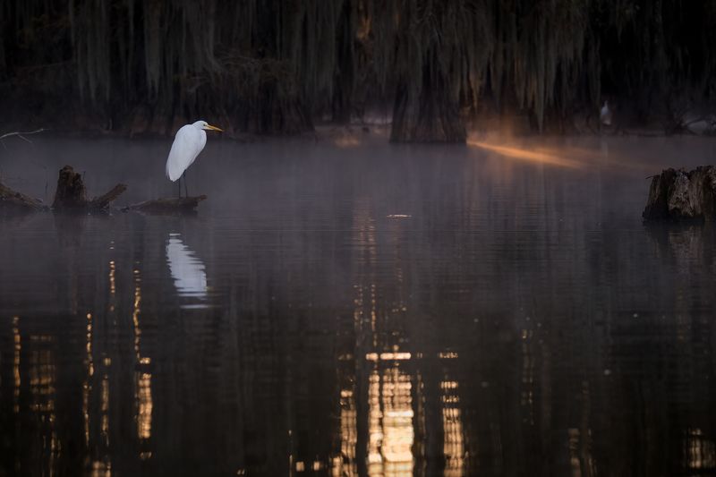 Fishing in Magic Swampsphoto preview