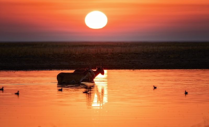 сайгаки,восход,заповедник. Фантастический восход с сайгаками.photo preview