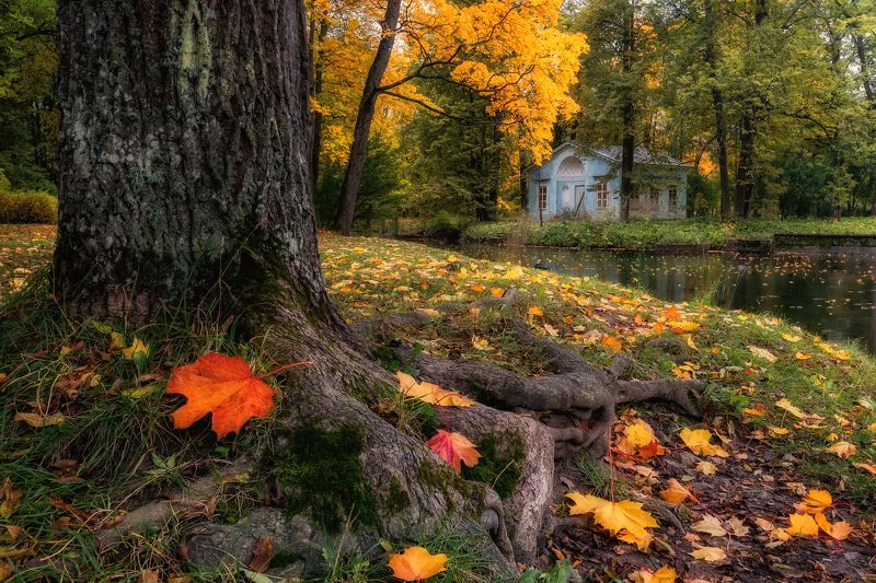 санкт-петербург, царское село, пушкин, осень, золотая осень, городской пейзаж, пейзаж В гости к осениphoto preview