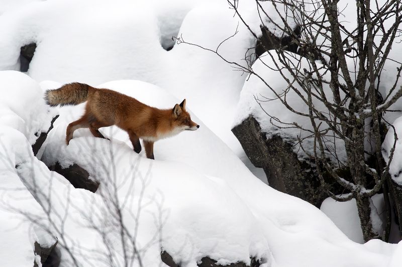 Лиса.photo preview