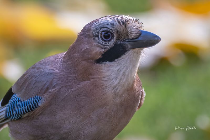 птицы Портрет сойки.photo preview