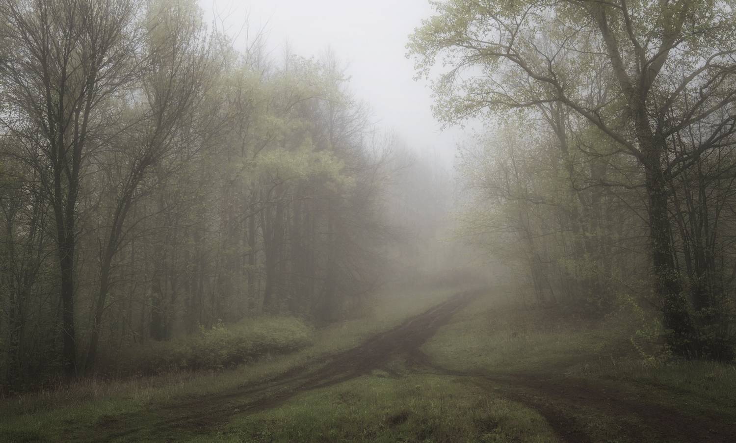 Майское утро. Автор: Колесов Андрей май лес утро туман, Колесов Андрей