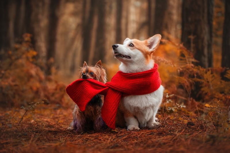 Hold the scarfphoto preview