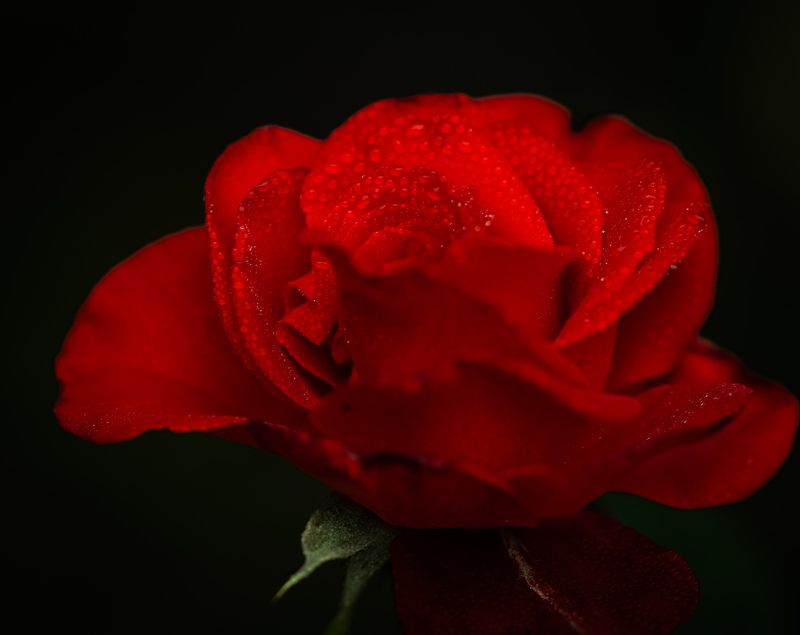 #rose, #flowers, #macro, #drops Red rosephoto preview