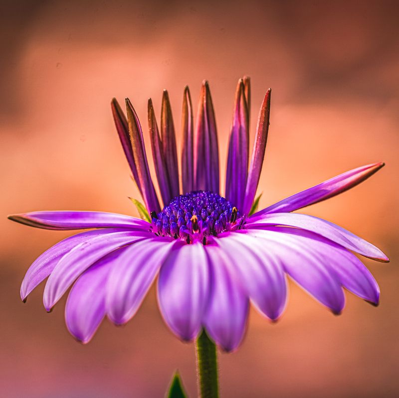 unusual style of flower Flower and crownphoto preview