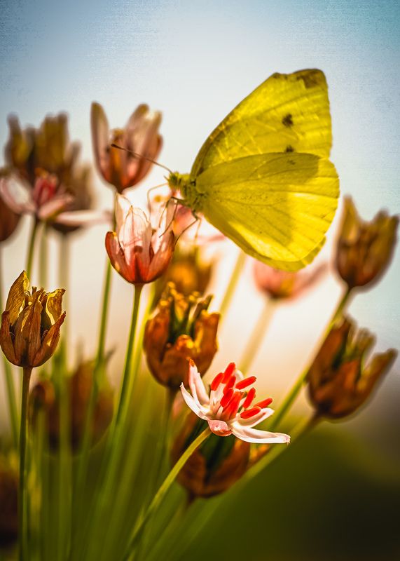 #insect #flowers #macro #butterfly Butterfly and flowersphoto preview