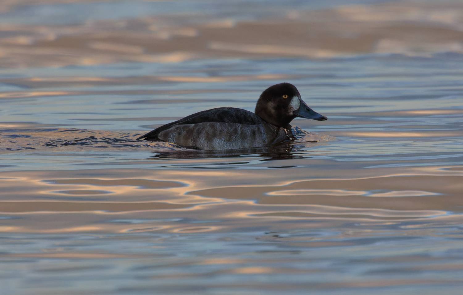 В зале отправления. Автор: Светлана Холодняк чернеть утка птица вечер вода озеро, Светлана Холодняк
