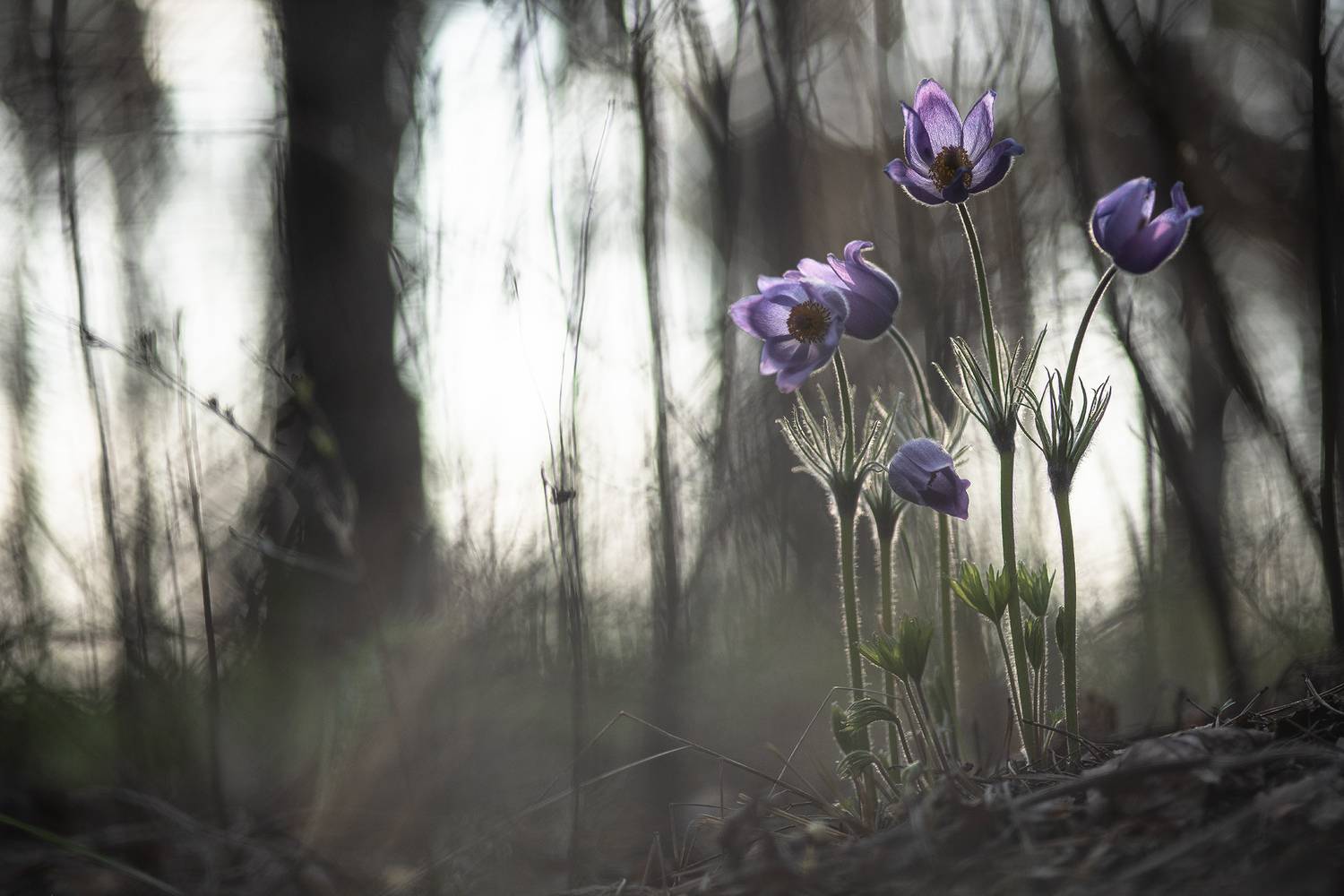 Готические сны.... Автор: Мещеряков Геннадий сон трава, макро, россия, весна, апрель, воронеж, красота, nikon d 800, готические сны, carl zeiss makro-planar t* 100mm f/2 zf.2, Мещеряков Геннадий