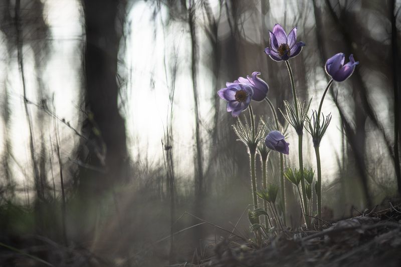 сон трава, макро, россия, весна, апрель, воронеж, красота, nikon d 800, готические сны,  carl zeiss makro-planar t* 100mm f/2 zf.2 Готические сны...photo preview