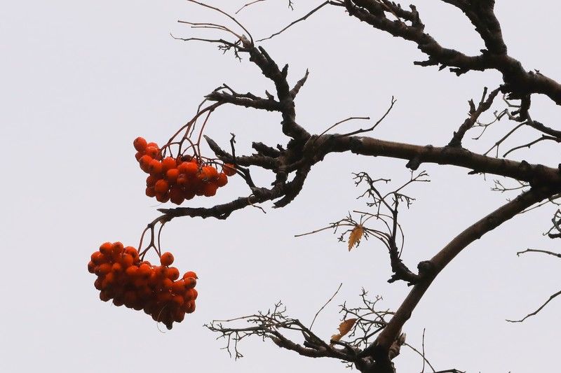 осень,рябина,ветки,гроздья Рябинаphoto preview