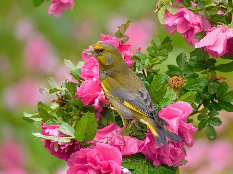 природа, фотоохота,  птицы, животные, зеленушка Цветы и птицыphoto preview