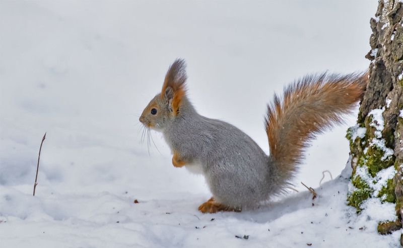 Зябко однако.photo preview