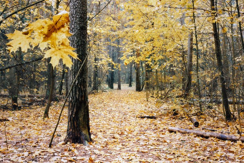 лес, листва, осень В осеннем паркеphoto preview