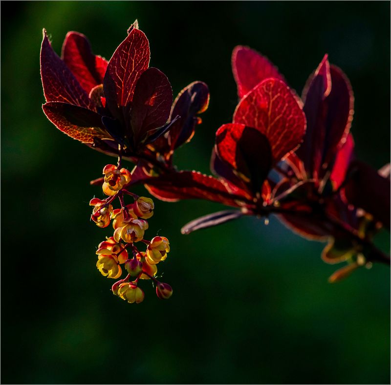 цветы,природа Цветы в садуphoto preview