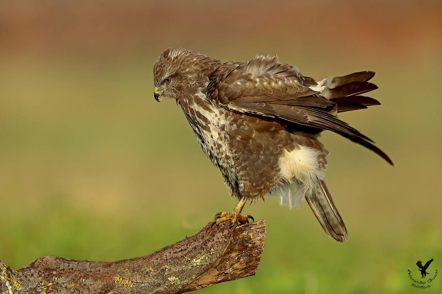 канюк, Гусар Александр