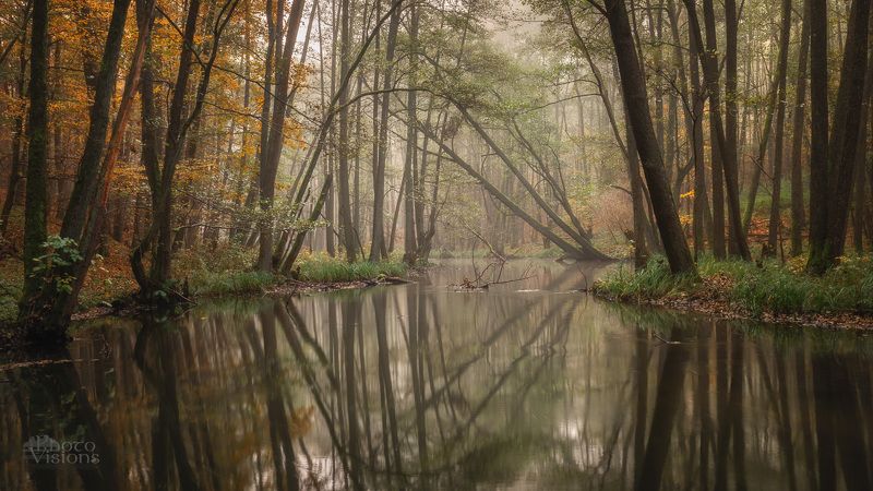 forest,woodland,fog,foggy,autumn,autumnal,woods,river,water,reflections,trees, Rusty, Misty, Reflectedphoto preview