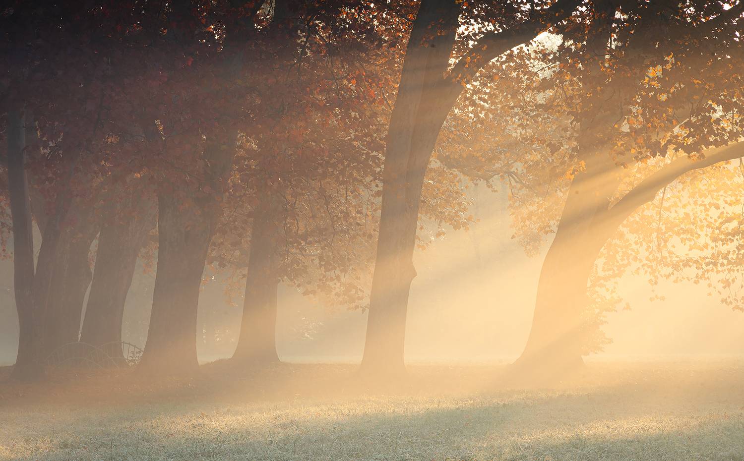 Autumn. Автор: Adamec Robert , Adamec Robert