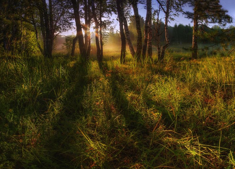 сибирь, лето, утро, рассвет, свет, тени Солнечное утроphoto preview