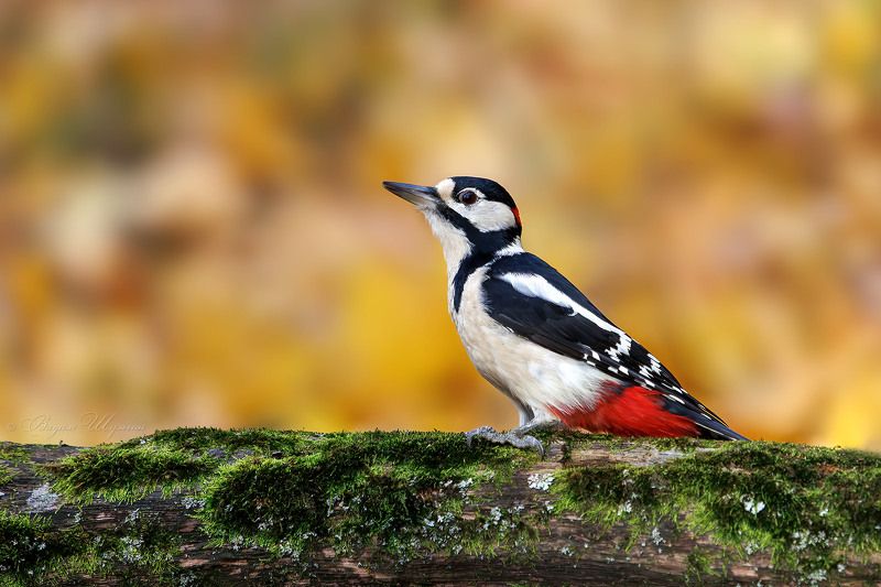 дятел Золотая осень и пёстрый дятелphoto preview