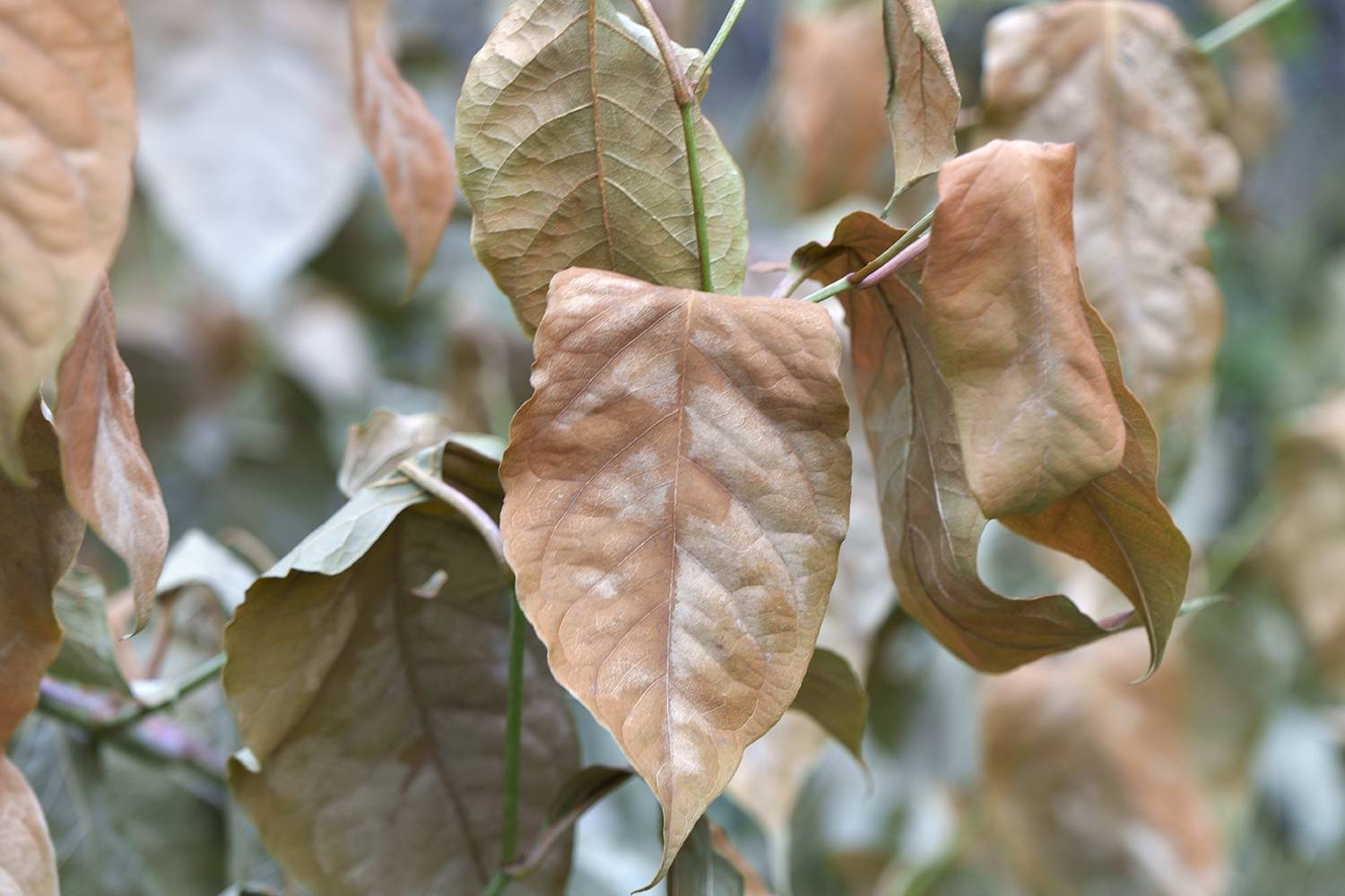 Автор: Elena Kovrigina , Elena Kovrigina