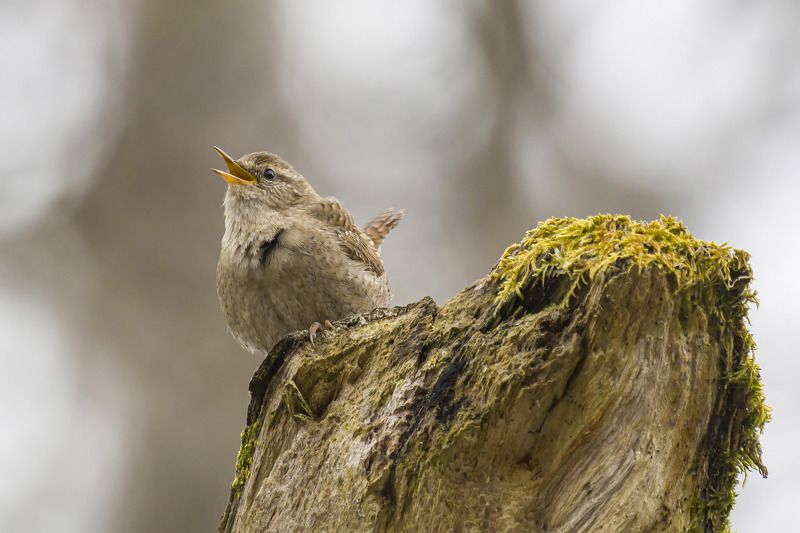 Крапивникphoto preview