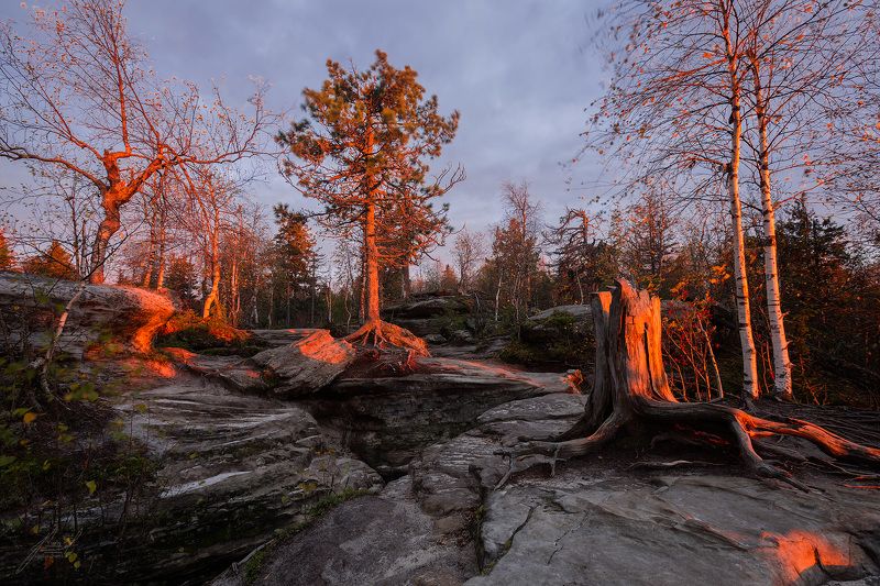 И на камнях растут деревья фото превью