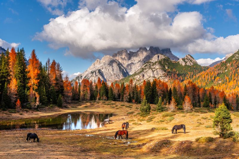 dolomiti, fall, autumn, horses, dolomites, italy, tyrol Dolomites fallphoto preview