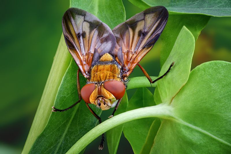 Фазия пёстраяphoto preview