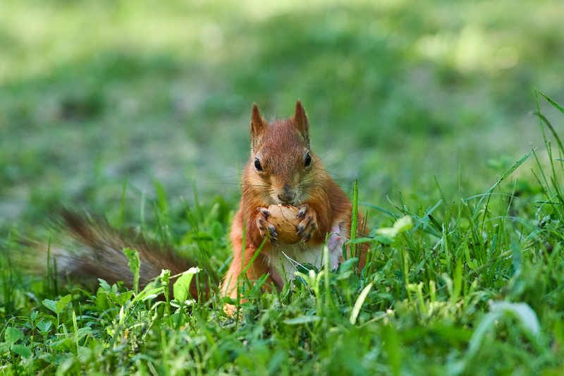 squirrel, volgograd, russia,  #photo preview