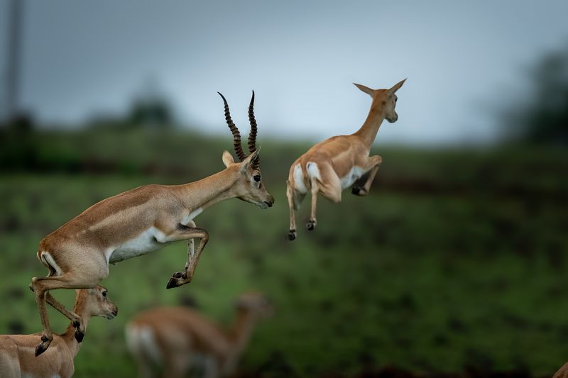 A Jump for Freedomphoto preview
