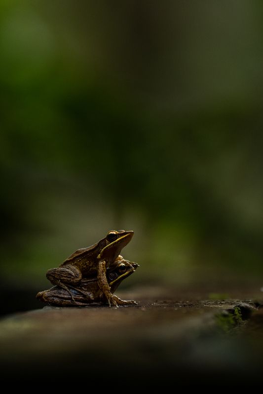 Silent Bondphoto preview