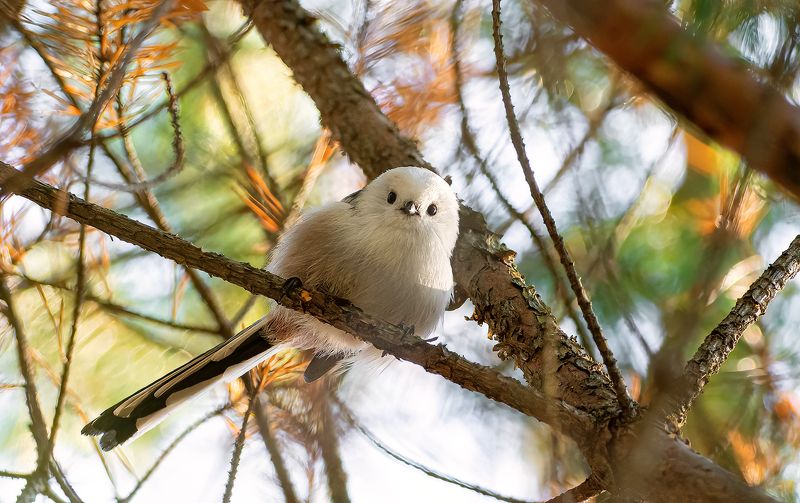 Ополовников много не бывает :)photo preview