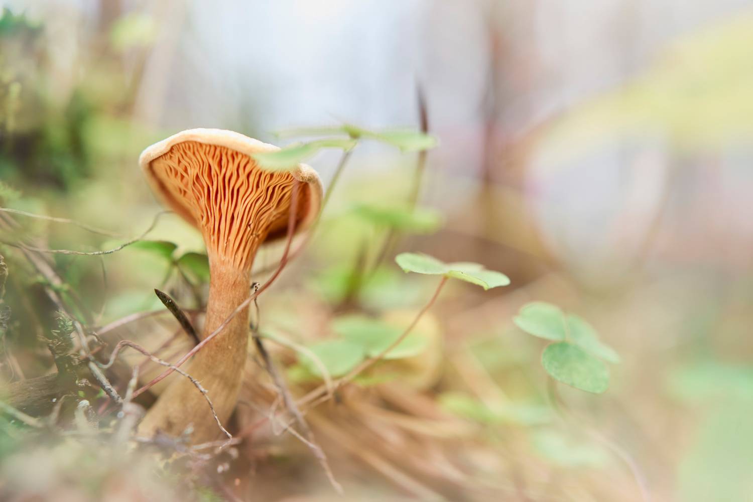 Грибок. Автор: Валерий Вождаев гриб, Валерий Вождаев