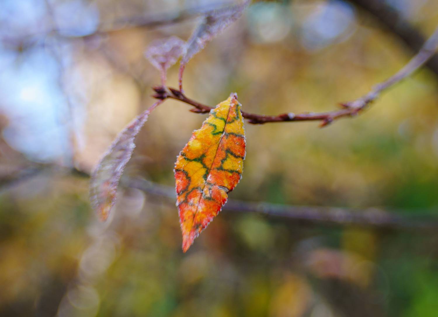 Кто его разрисовал?. Автор: Лофицкая Лариса , Лофицкая Лариса