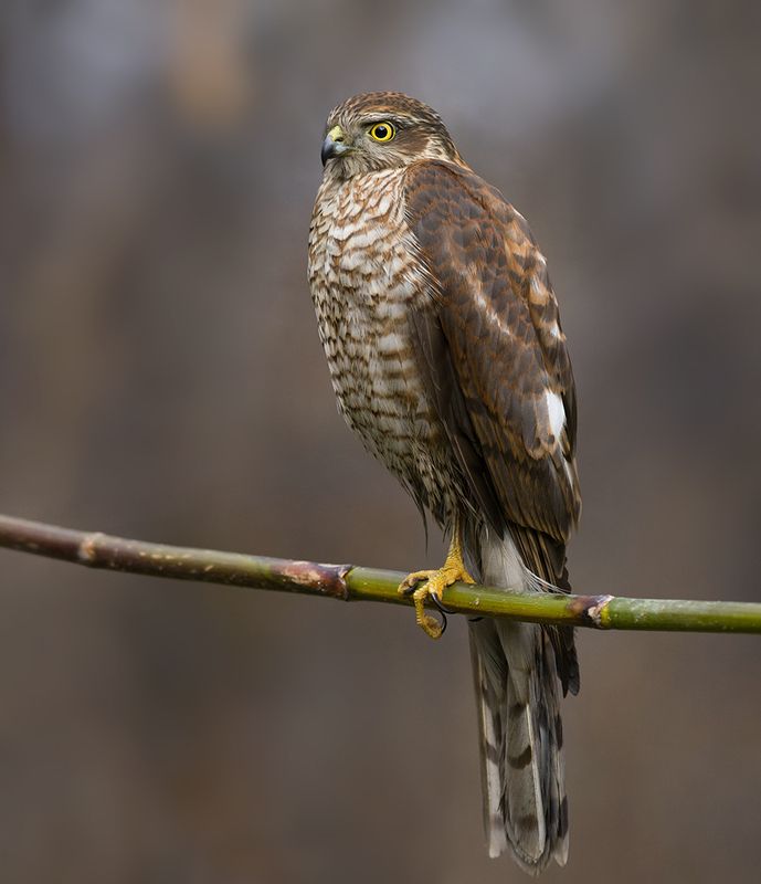 ястреб,перепелятник,осень Перепелятникphoto preview