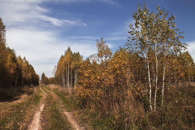 осень, октябрь, сибирь, россия  фото превью
