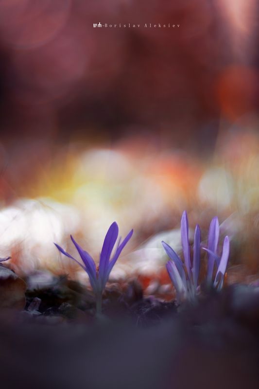 flowers,purple,blue,orange,purple,light,bokeh,nature, Autumnphoto preview