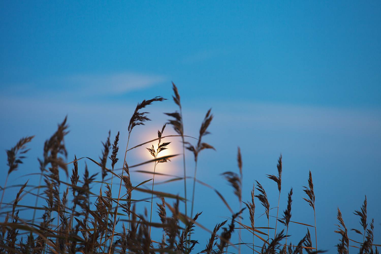 Reeds. Автор: Медведникова Мария russia, night, reeds, moon, Медведникова Мария